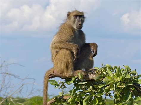 cul de singe rouge|Babouin chacma : Fiche descriptive avec photos